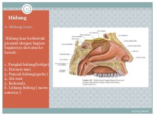 Detail Gambar Hidung Dan Bagian Bagiannya Nomer 43