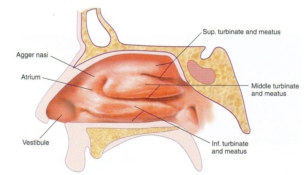 Detail Gambar Hidung Dan Bagian Bagiannya Nomer 49