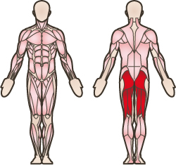 Glute Bridge Muskeln - KibrisPDR