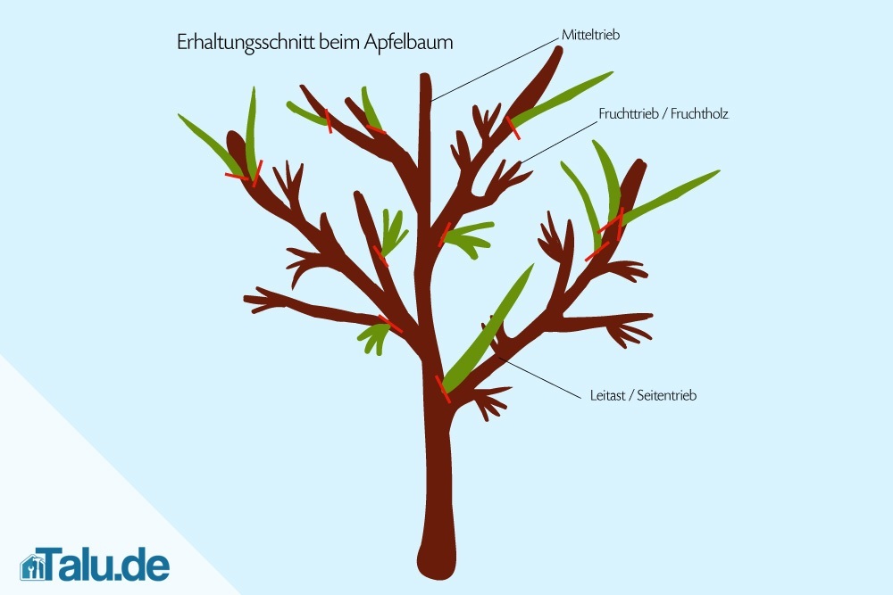 Detail Apfelbaum Zeichnung Nomer 21