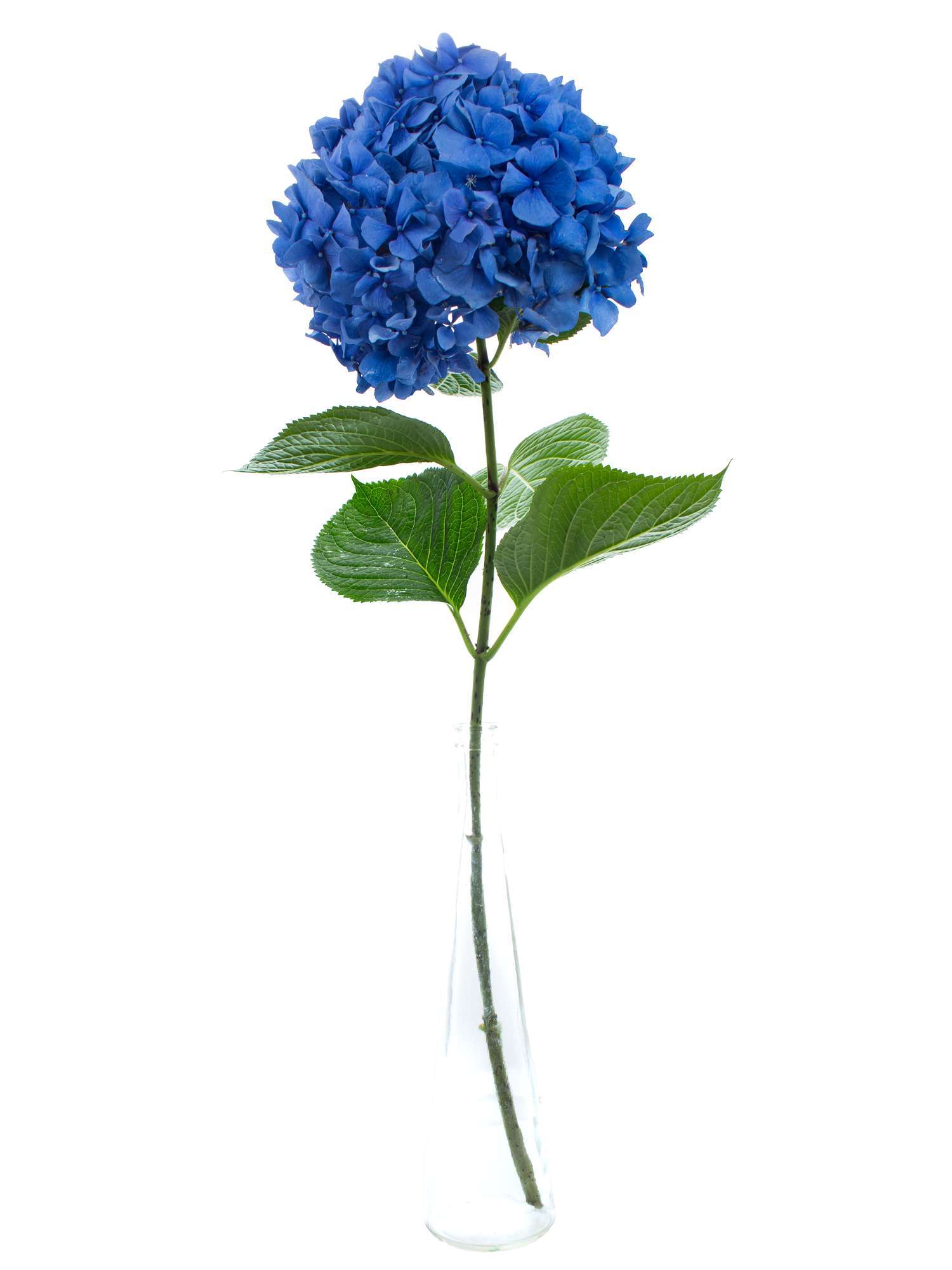 Detail Blaue Blume Mit Langem Stiel Nomer 12