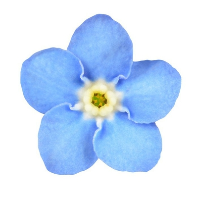 Detail Blaue Blume Mit Langem Stiel Nomer 17