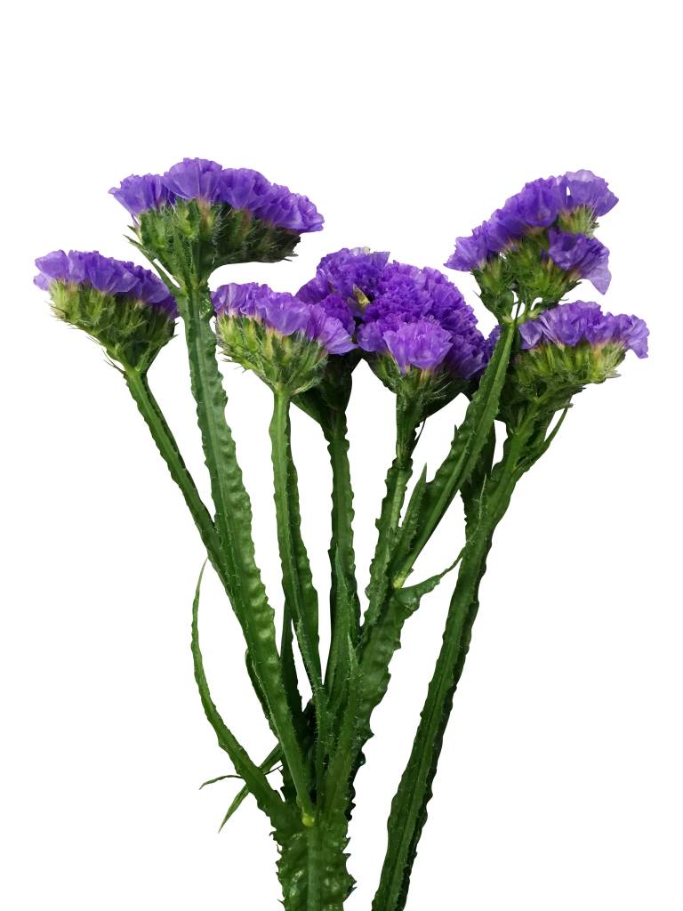 Detail Blaue Blume Mit Langem Stiel Nomer 2