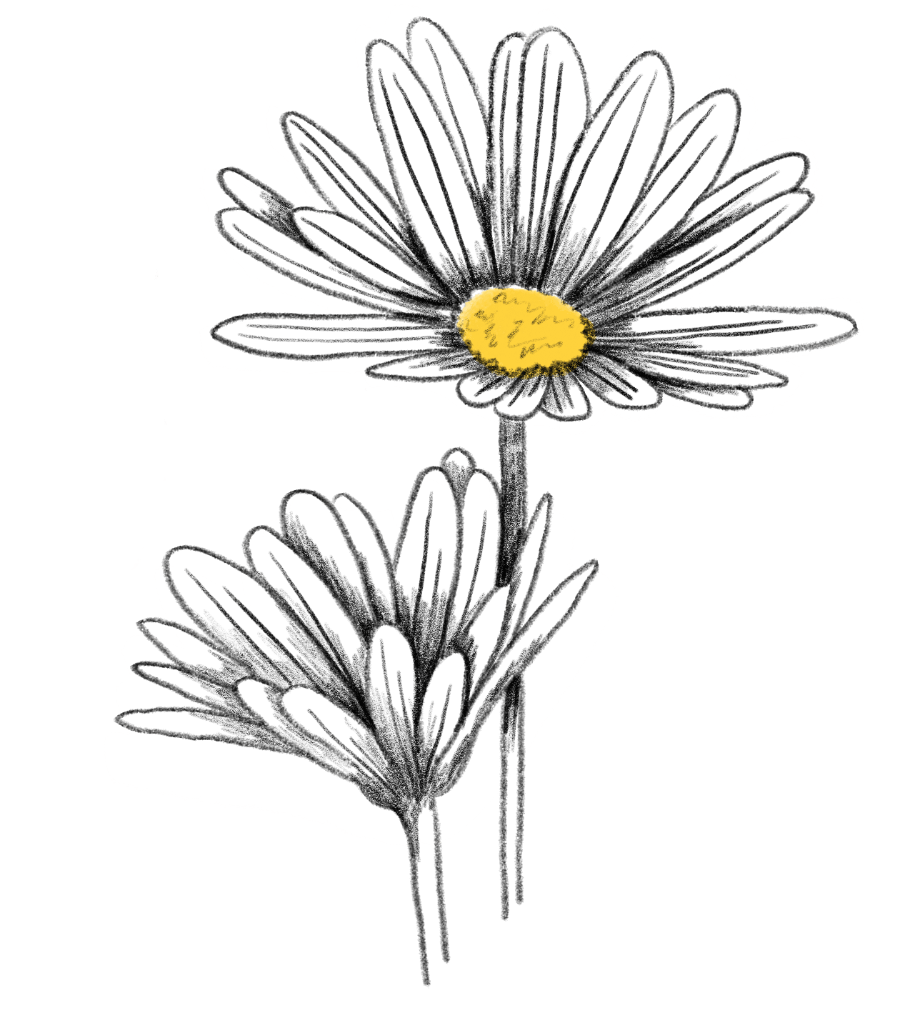 Detail Blaue Blume Mit Langem Stiel Nomer 25