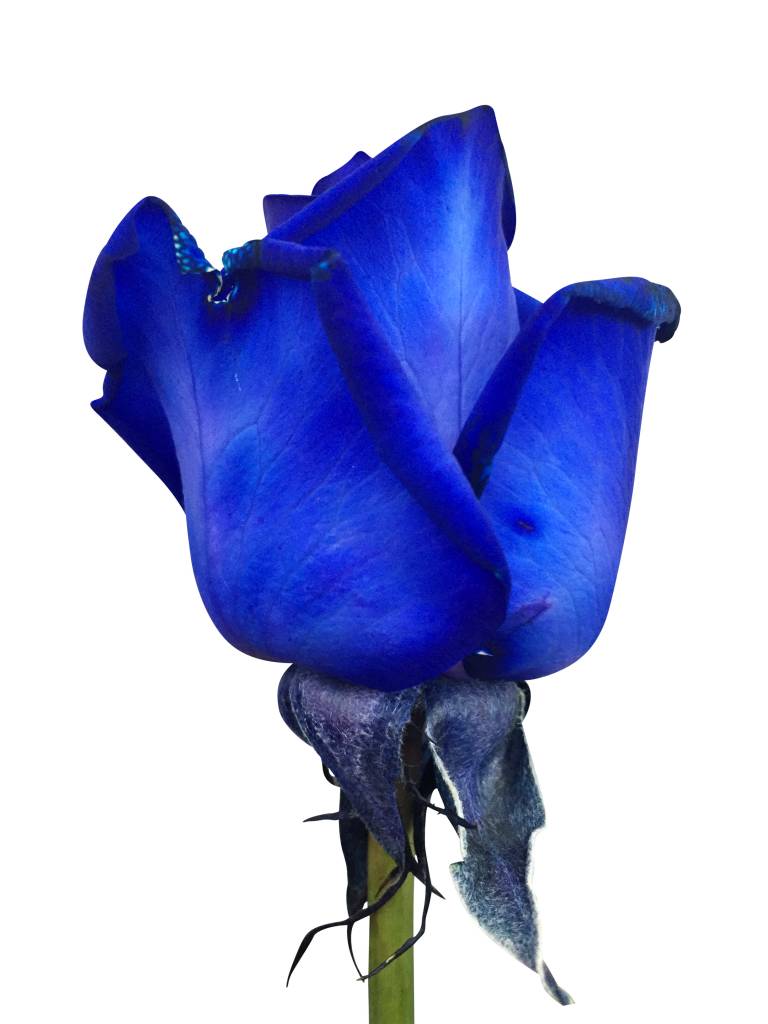 Detail Blaue Blume Mit Langem Stiel Nomer 9
