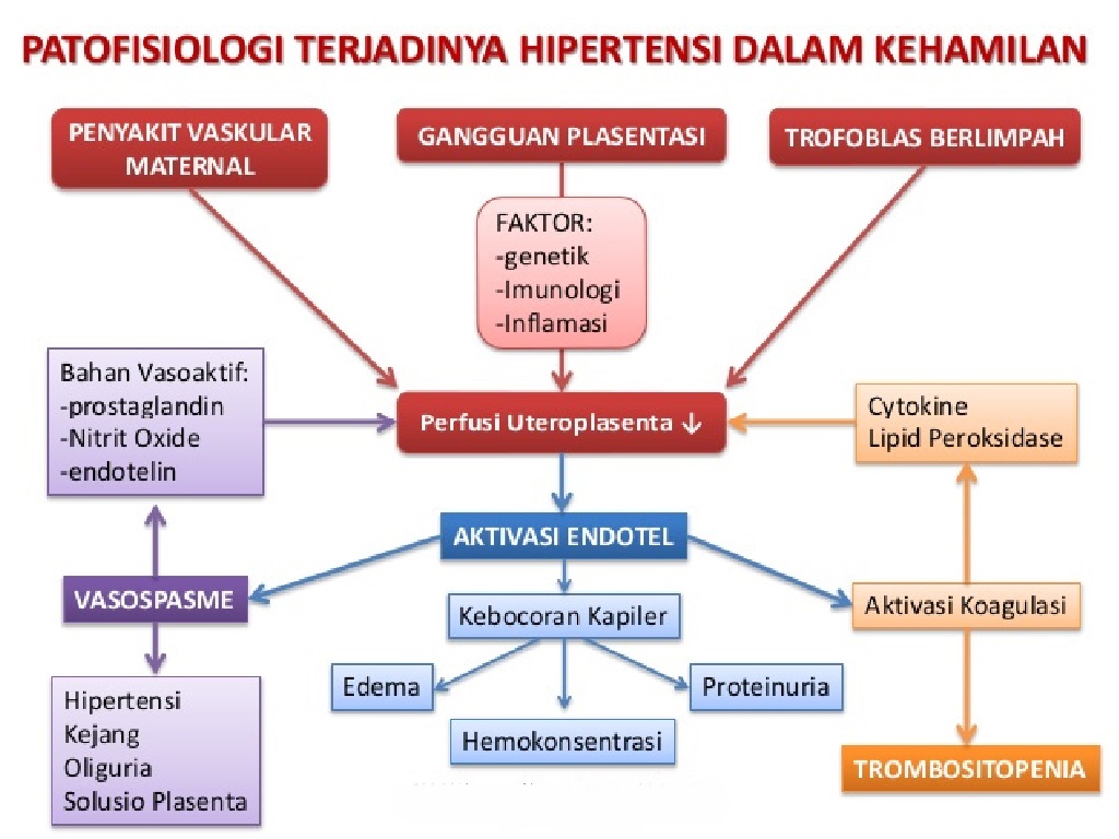 Detail Gambar Hipertensi Dalam Kehamilan Nomer 9