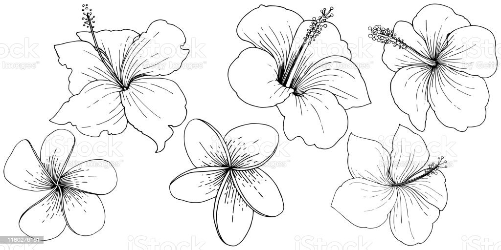 Detail Gambar Hitam Putih Bunga Sepatu Nomer 25