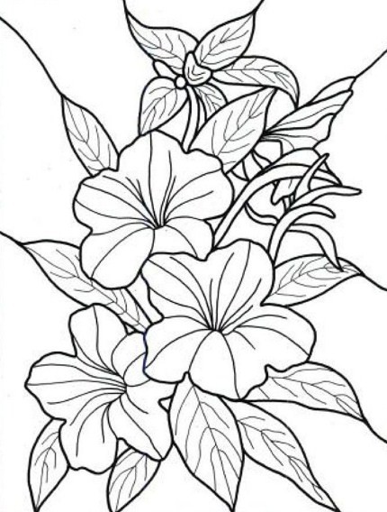 Detail Gambar Hitam Putih Bunga Sepatu Nomer 29