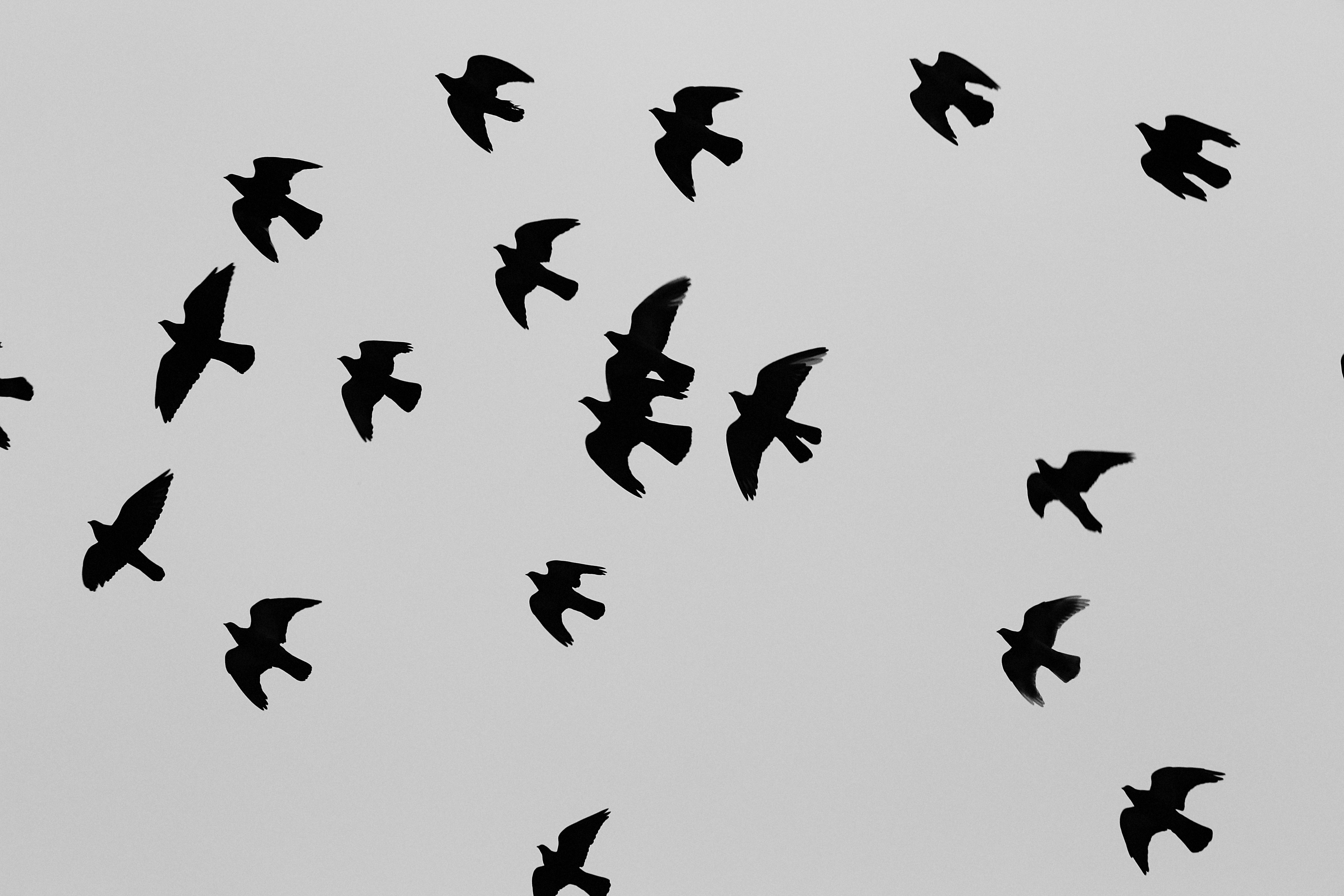 Gambar Hitam Putih Burung Terbang Bebas - KibrisPDR