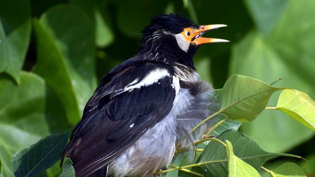 Detail Gambar Hitam Putih Burung Terbang Bebas Nomer 34