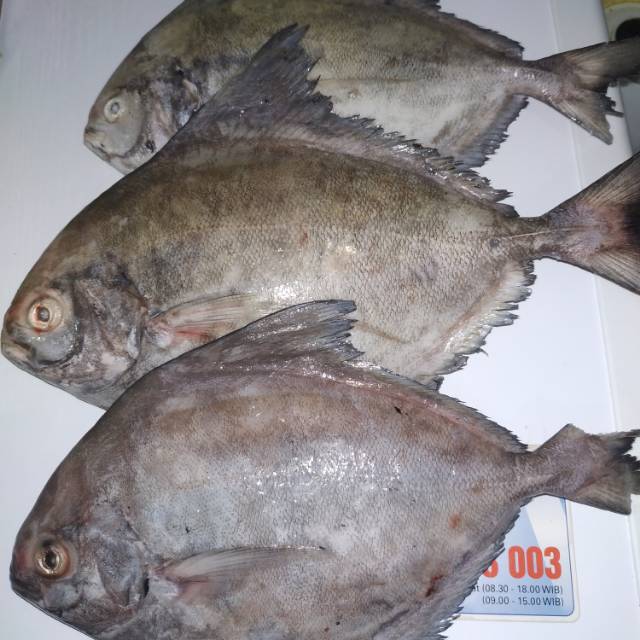 Detail Gambar Hitam Putih Ikan Bawal Laut Nomer 16