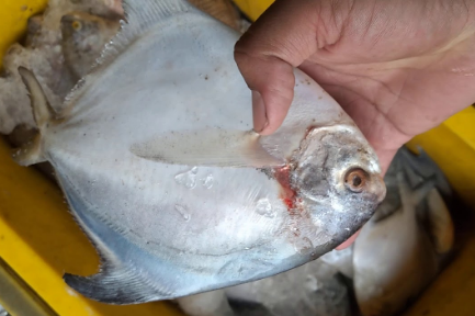 Detail Gambar Hitam Putih Ikan Bawal Laut Nomer 50