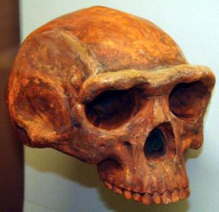 Detail Gambar Homo Erectus Nomer 10