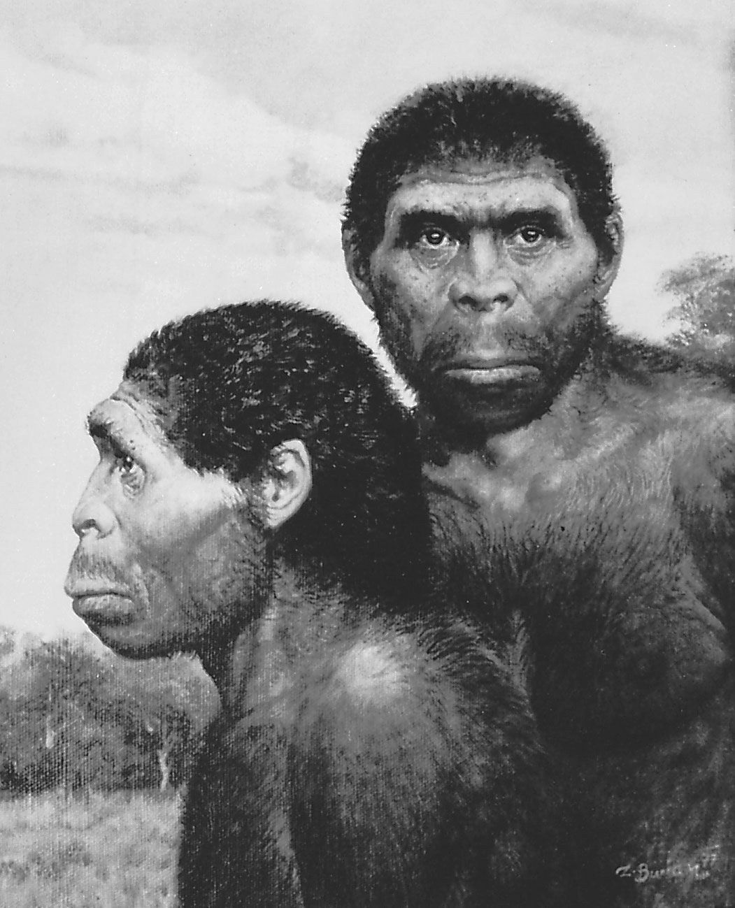 Detail Gambar Homo Erectus Nomer 26