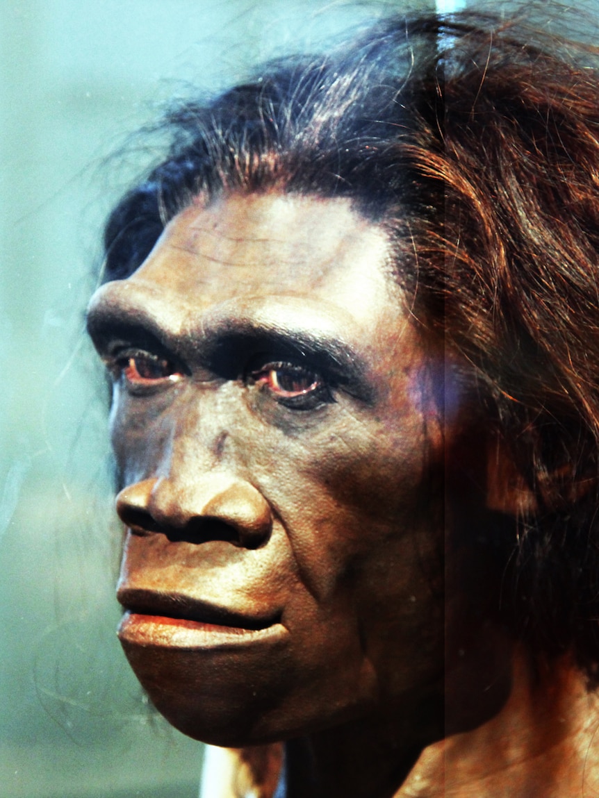 Detail Gambar Homo Erectus Nomer 8