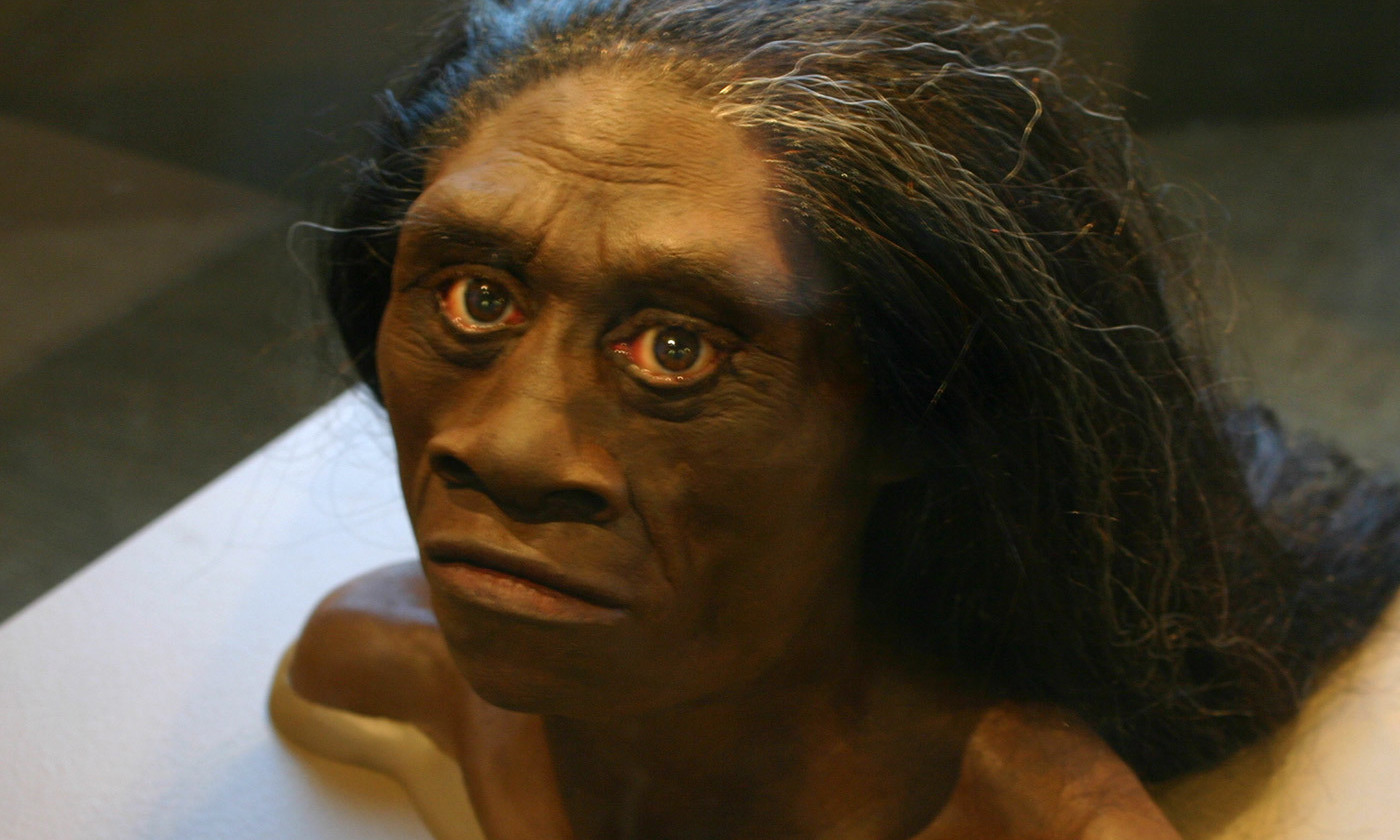 Detail Gambar Homo Floresiensis Nomer 10