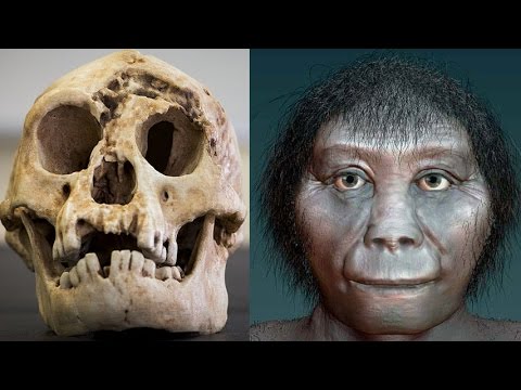 Detail Gambar Homo Floresiensis Nomer 13