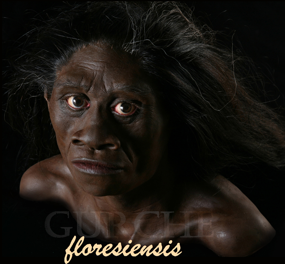 Detail Gambar Homo Floresiensis Nomer 14