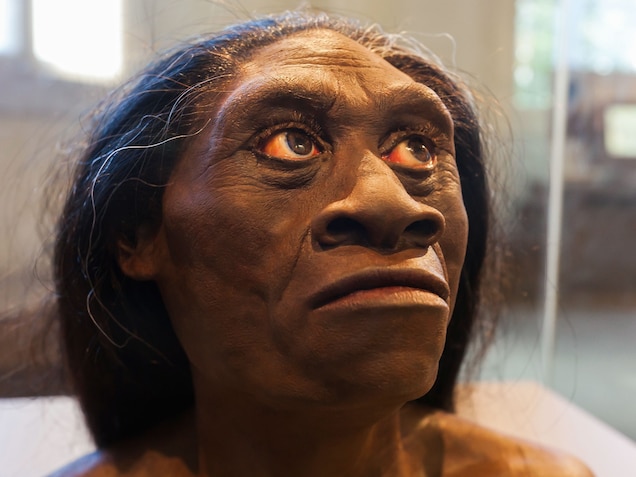 Detail Gambar Homo Floresiensis Nomer 15