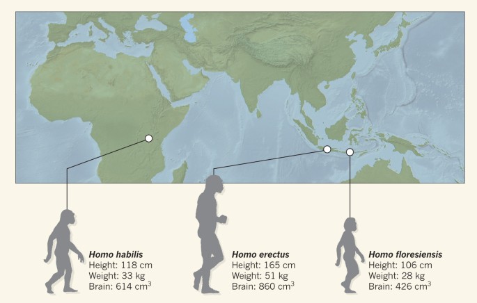 Detail Gambar Homo Floresiensis Nomer 22