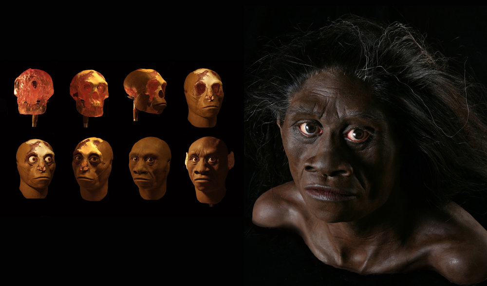 Detail Gambar Homo Floresiensis Nomer 27