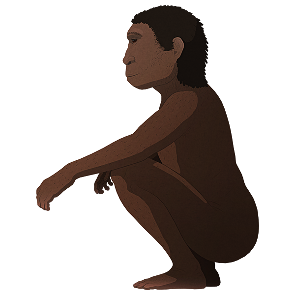 Detail Gambar Homo Floresiensis Nomer 29