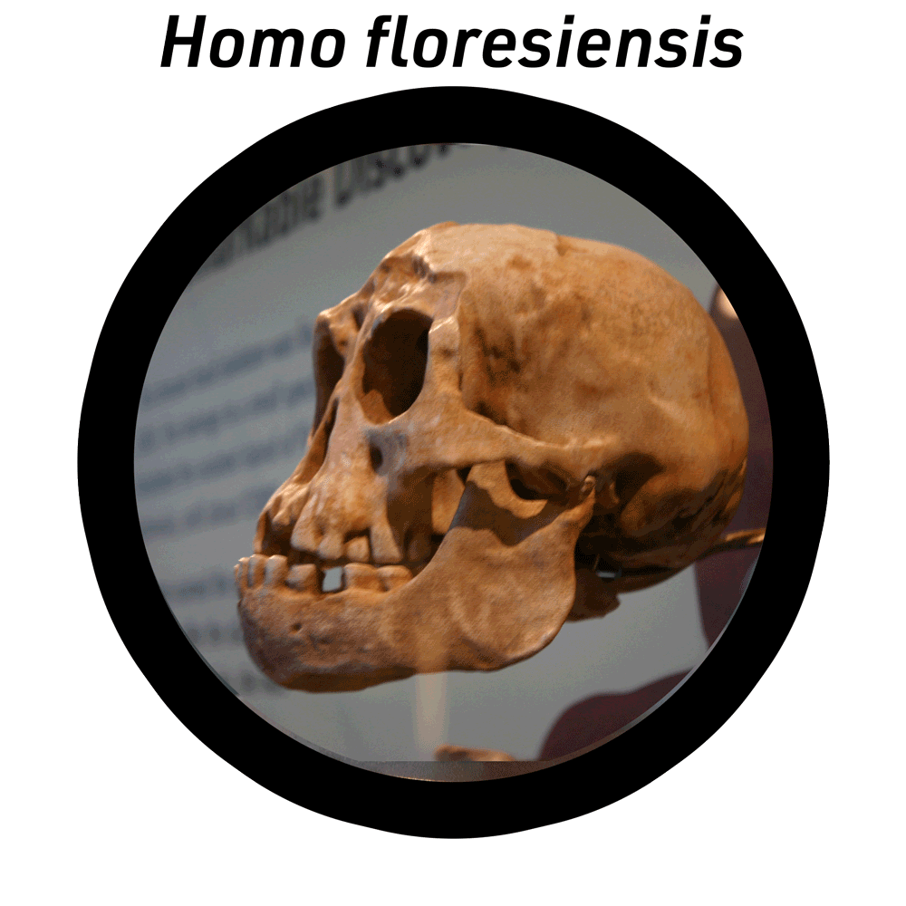 Detail Gambar Homo Floresiensis Nomer 33