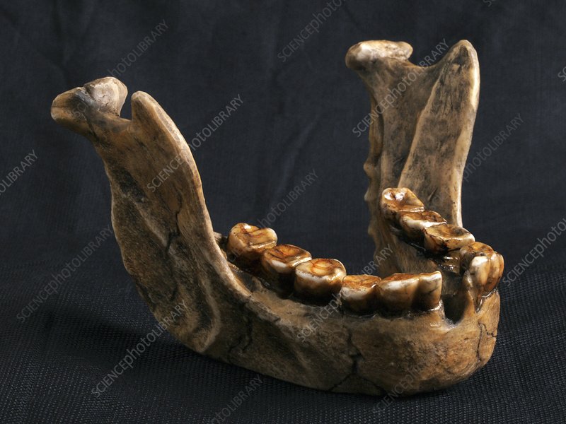 Detail Gambar Homo Floresiensis Nomer 36