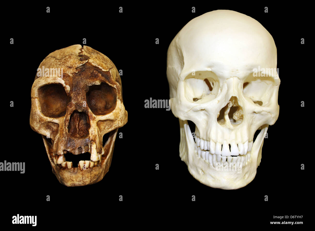 Detail Gambar Homo Floresiensis Nomer 39
