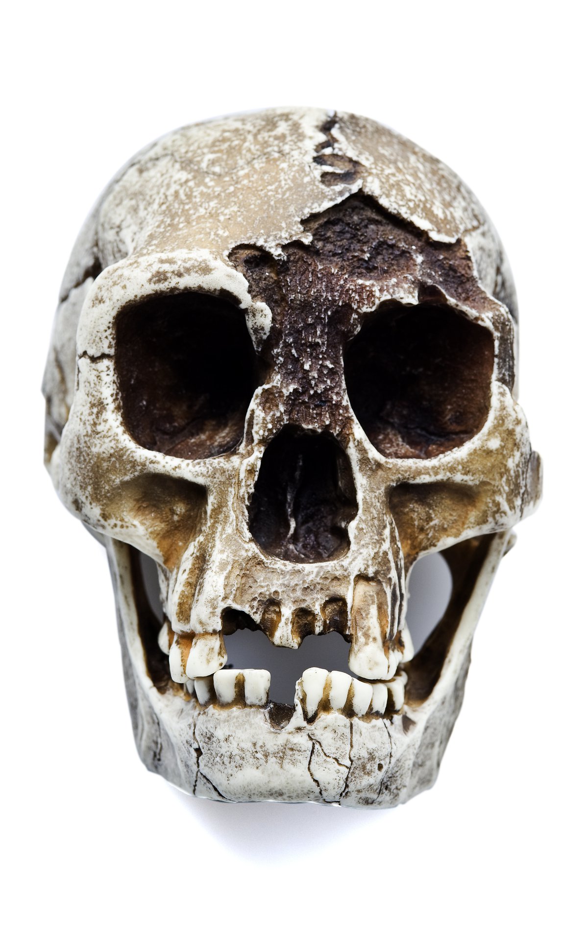 Detail Gambar Homo Floresiensis Nomer 45