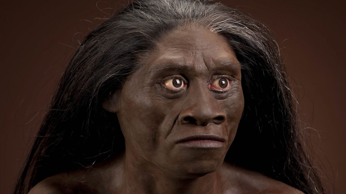 Detail Gambar Homo Floresiensis Nomer 6