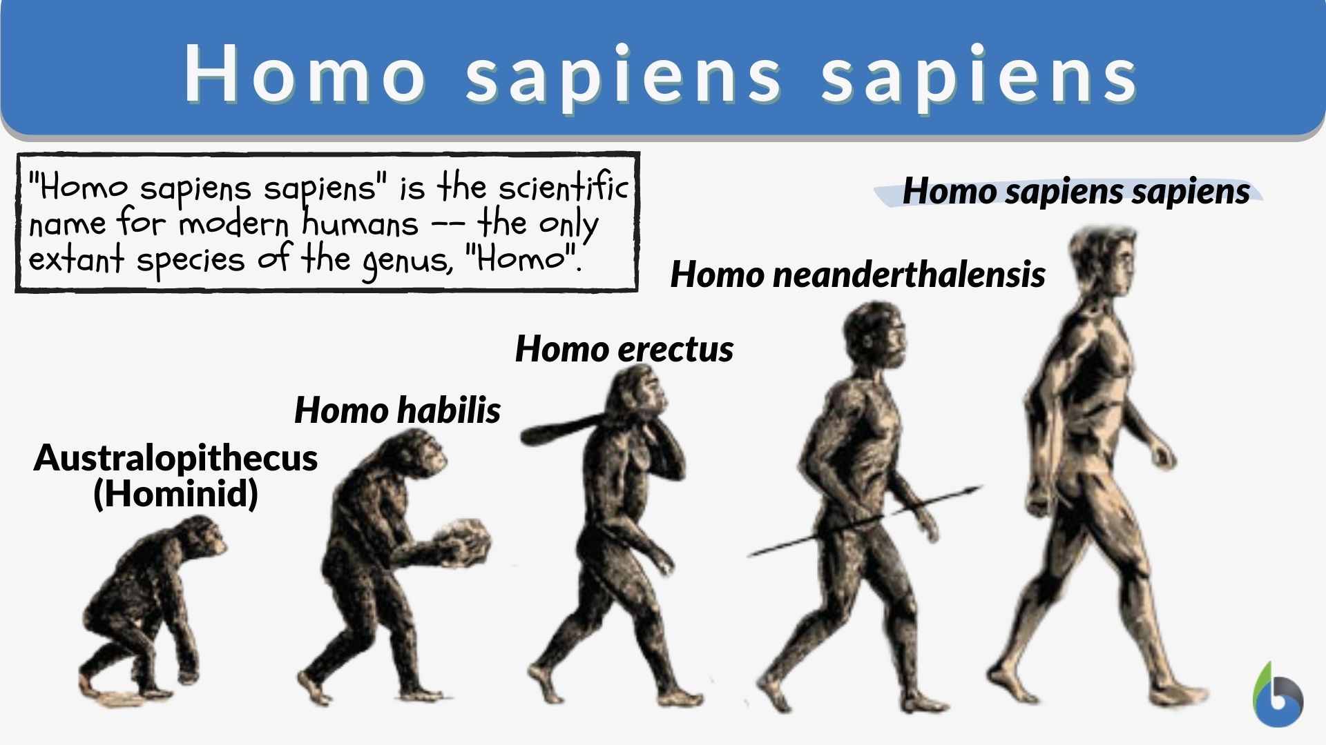 Gambar Homo Sapiens - KibrisPDR