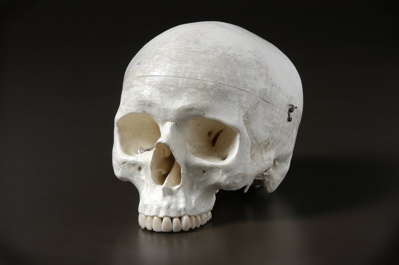 Detail Gambar Homo Sapiens Nomer 54