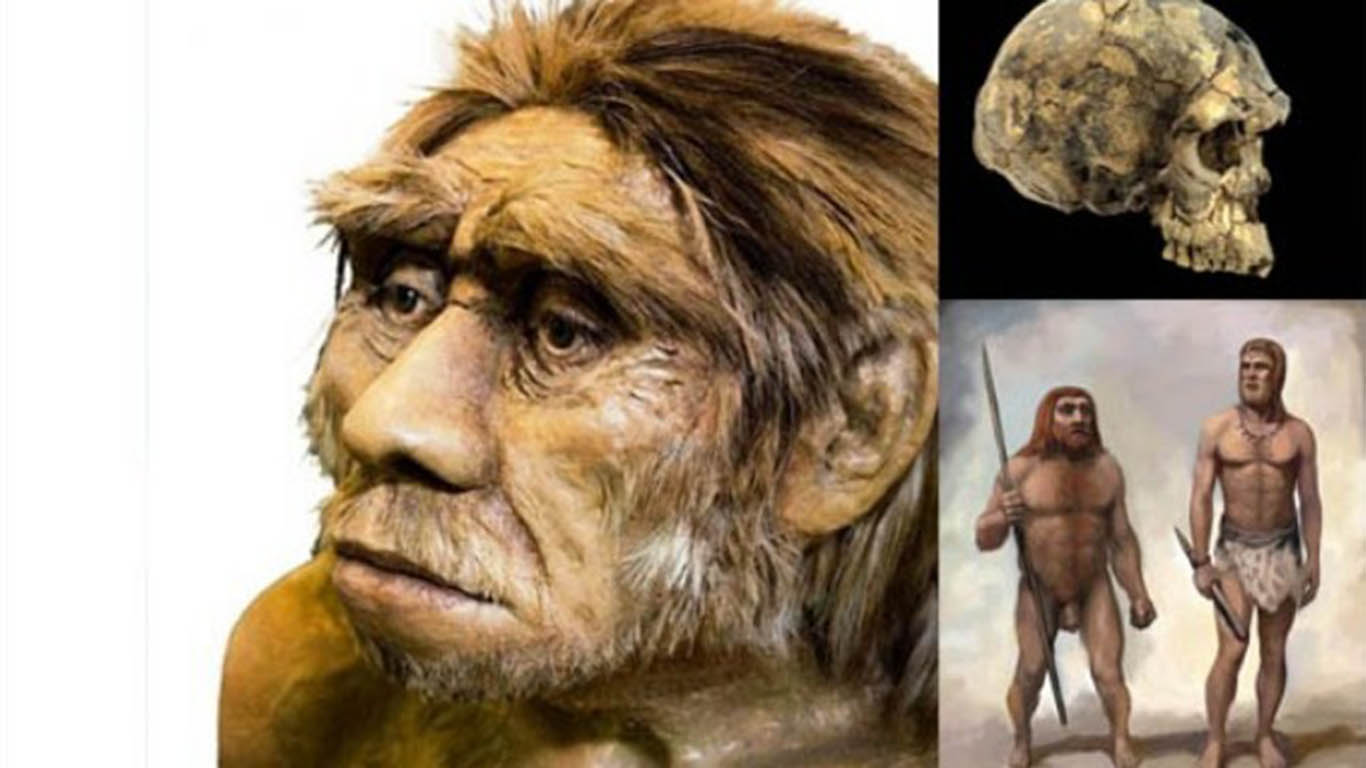 Detail Gambar Homo Soloensis Nomer 12