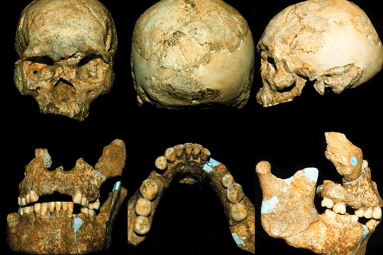 Detail Gambar Homo Soloensis Nomer 19