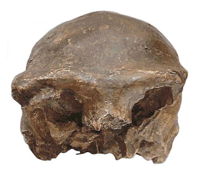 Detail Gambar Homo Soloensis Nomer 26