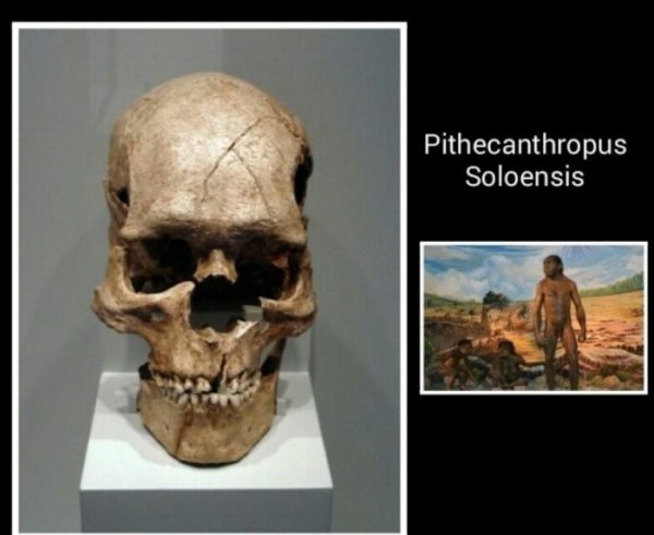 Detail Gambar Homo Soloensis Nomer 40