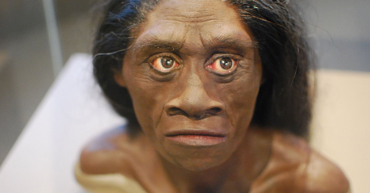 Detail Gambar Homo Soloensis Nomer 6