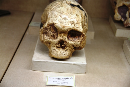 Detail Gambar Homo Wajakensis Nomer 27