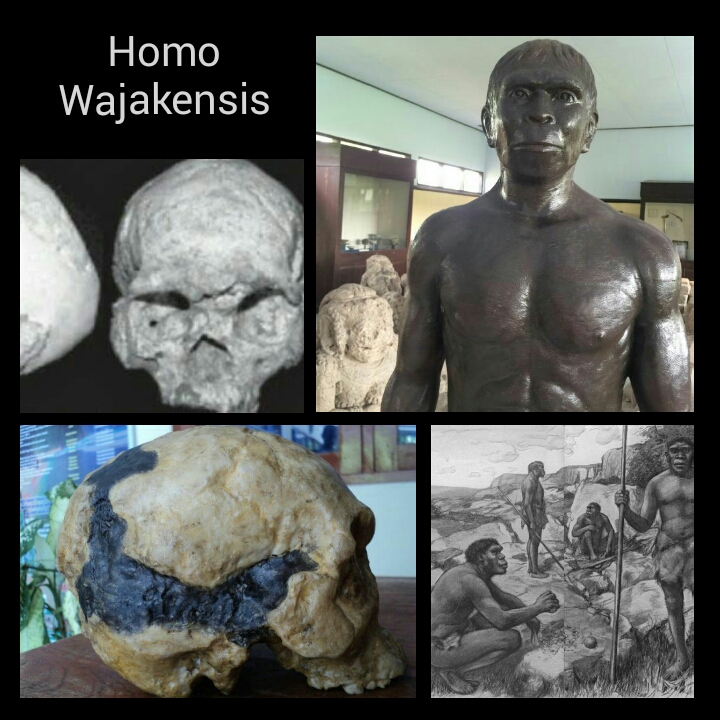 Detail Gambar Homo Wajakensis Nomer 35