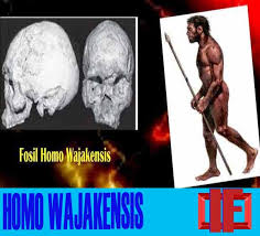 Detail Gambar Homo Wajakensis Nomer 37
