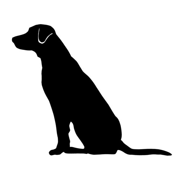 Detail Schwarze Labrador Nomer 2