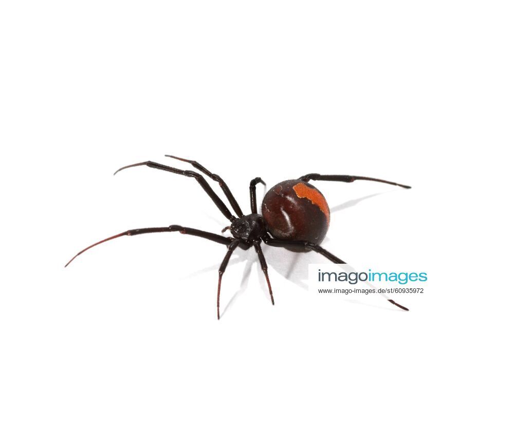 Braune Witwe - KibrisPDR