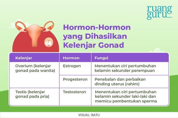 Detail Gambar Hormon 8 Hormon Utama Nomer 44