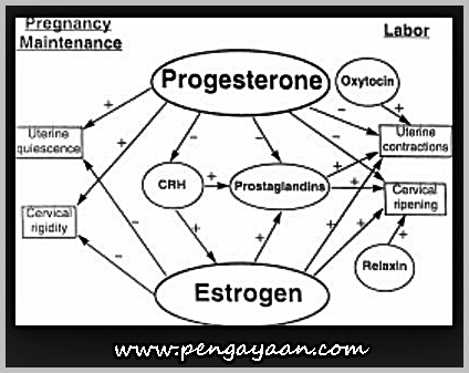 Detail Gambar Hormon Estrogen Dan Progesteron Nomer 10