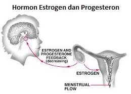 Detail Gambar Hormon Estrogen Dan Progesteron Nomer 11
