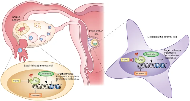 Detail Gambar Hormon Estrogen Dan Progesteron Nomer 2