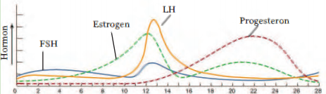 Detail Gambar Hormon Estrogen Dan Progesteron Nomer 19