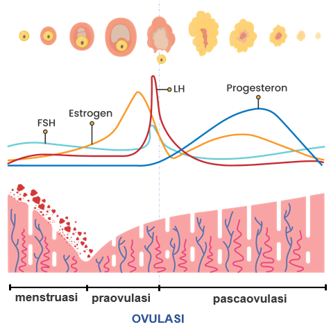 Detail Gambar Hormon Estrogen Dan Progesteron Nomer 3