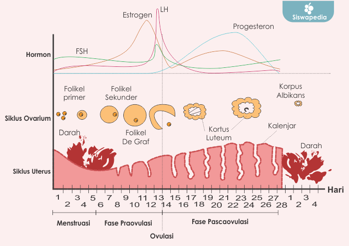 Detail Gambar Hormon Estrogen Dan Progesteron Nomer 47